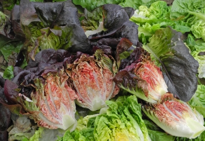 Picture of Lettuce Intred
